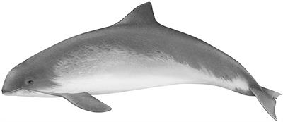 Out of Sight, Out of Mind: How Conservation Is Failing European Porpoises